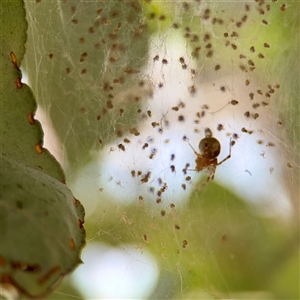 Cryptachaea veruculata (Diamondback comb-footed spider) at Braddon, ACT by Hejor1