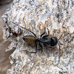 Camponotus aeneopilosus (A Golden-tailed sugar ant) at Ainslie, ACT - 24 Jan 2025 by Hejor1