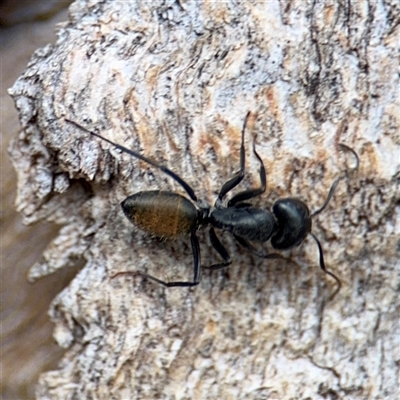 Camponotus aeneopilosus (A Golden-tailed sugar ant) at Ainslie, ACT - 24 Jan 2025 by Hejor1