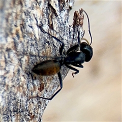 Camponotus aeneopilosus at Ainslie, ACT - 24 Jan 2025 12:38 PM