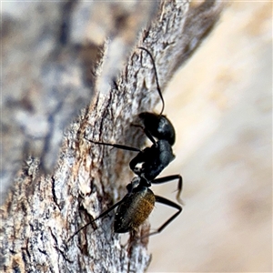 Camponotus aeneopilosus at Ainslie, ACT - 24 Jan 2025 12:38 PM