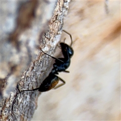 Camponotus aeneopilosus at Ainslie, ACT - 24 Jan 2025 12:38 PM