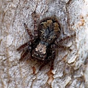 Servaea incana (Hoary Servaea) at Ainslie, ACT by Hejor1