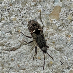 Rhyparochromidae (family) (Seed bug) at Russell, ACT - 23 Jan 2025 by Hejor1