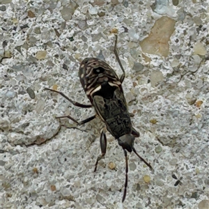 Rhyparochromidae (family) at Russell, ACT - 23 Jan 2025 03:17 PM