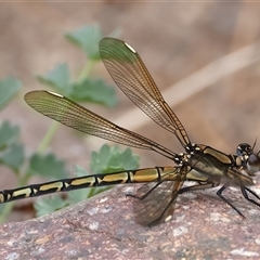 Diphlebia nymphoides (Arrowhead Rockmaster) at Strathnairn, ACT - 23 Jan 2025 by jb2602