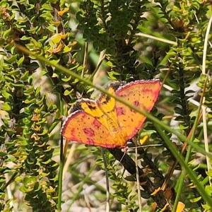 Chrysolarentia perornata at Nurenmerenmong, NSW - Yesterday 12:34 PM