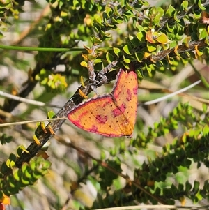 Chrysolarentia perornata at Nurenmerenmong, NSW - Yesterday 12:34 PM