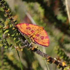 Chrysolarentia perornata at Nurenmerenmong, NSW - Yesterday 12:34 PM