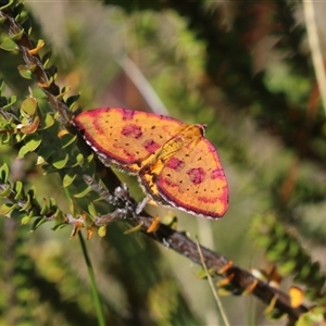 Chrysolarentia perornata at Nurenmerenmong, NSW - Yesterday 12:34 PM