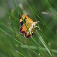 Chrysolarentia perornata at Nurenmerenmong, NSW - Yesterday 12:34 PM