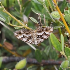 Chrysolarentia persimilis (Similar Carpet) at Cotter River, ACT - 20 Jan 2025 by RAllen