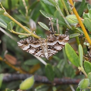 Chrysolarentia persimilis (Similar Carpet) at Cotter River, ACT by RAllen