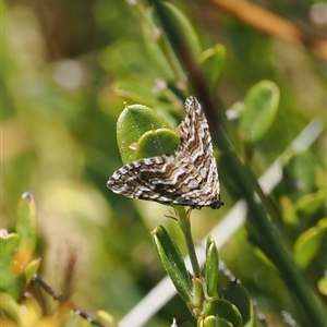 Chrysolarentia heliacaria at Cotter River, ACT - 20 Jan 2025 01:25 PM