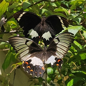 Papilio aegeus (Orchard Swallowtail, Large Citrus Butterfly) at Braidwood, NSW by MatthewFrawley