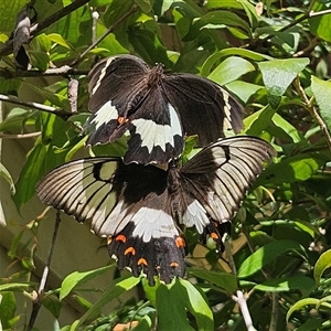 Papilio aegeus at Braidwood, NSW - 24 Jan 2025 02:56 PM