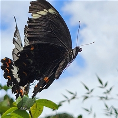 Papilio aegeus at Braidwood, NSW - 24 Jan 2025 02:56 PM