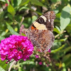 Vanessa itea (Yellow Admiral) at Braidwood, NSW - 24 Jan 2025 by MatthewFrawley