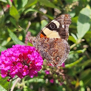 Vanessa itea (Yellow Admiral) at Braidwood, NSW by MatthewFrawley