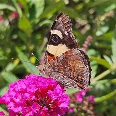 Vanessa itea at Braidwood, NSW - 24 Jan 2025 03:03 PM