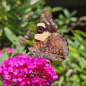 Vanessa itea at Braidwood, NSW - 24 Jan 2025 03:03 PM