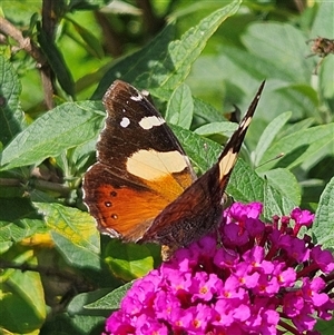 Vanessa itea at Braidwood, NSW - 24 Jan 2025 03:03 PM