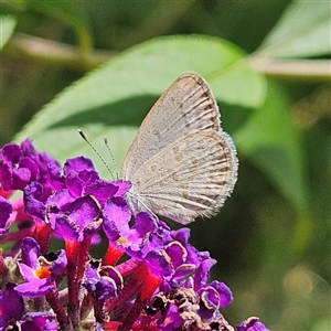 Zizina otis (Common Grass-Blue) at Braidwood, NSW by MatthewFrawley