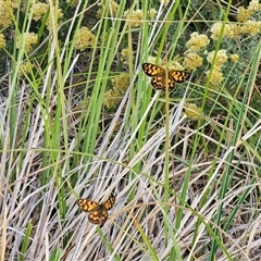 Oreixenica lathoniella at Gooandra, NSW - 24 Jan 2025 by Csteele4