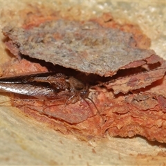 Ectoneura sp. (genus) (Cockroach) at Acton, ACT - 19 Jan 2025 by TimL