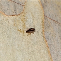 Ectoneura sp. (genus) at Acton, ACT - 19 Jan 2025 01:21 PM