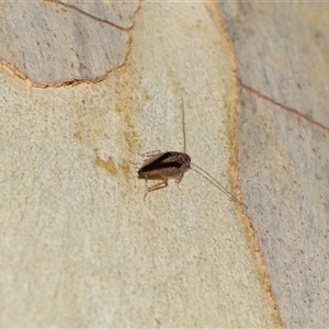 Ectoneura sp. (genus) at Acton, ACT - 19 Jan 2025 01:21 PM