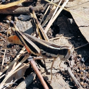 Macrotona securiformis at Leneva, VIC by KylieWaldon