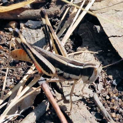 Macrotona securiformis at Leneva, VIC - 11 Jan 2025 by KylieWaldon