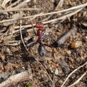 Iridomyrmex purpureus at Wodonga, VIC - 12 Jan 2025 09:15 AM