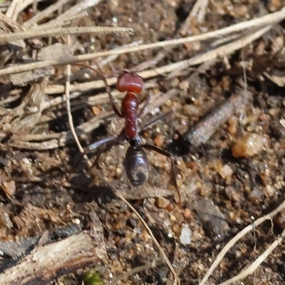 Iridomyrmex purpureus (Meat Ant) at Wodonga, VIC - 11 Jan 2025 by KylieWaldon