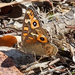 Junonia villida (Meadow Argus) at Wodonga, VIC - 11 Jan 2025 by KylieWaldon