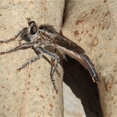 Unidentified Robber fly (Asilidae) at Wodonga, VIC - 11 Jan 2025 by KylieWaldon