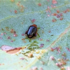 Arsipoda laeviceps (a red-legged flea beetle) at Wodonga, VIC - 11 Jan 2025 by KylieWaldon