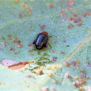 Arsipoda laeviceps (a red-legged flea beetle) at Wodonga, VIC by KylieWaldon