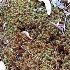 Unidentified Moss, Liverwort or Hornwort at Wodonga, VIC - 11 Jan 2025 by KylieWaldon