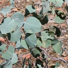 Eucalyptus dives at Wodonga, VIC - 11 Jan 2025 by KylieWaldon