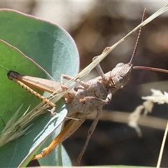 Goniaea carinata (Black kneed gumleaf grasshopper) at Wodonga, VIC - 12 Jan 2025 by KylieWaldon