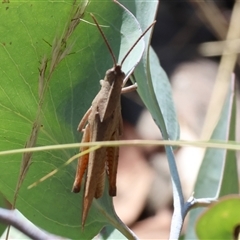 Goniaea carinata at Wodonga, VIC - 12 Jan 2025 09:36 AM