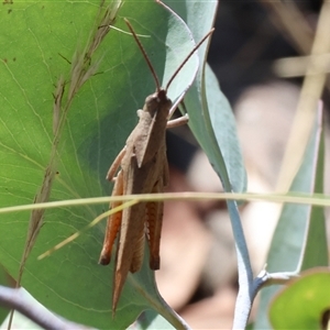 Goniaea carinata at Wodonga, VIC - 12 Jan 2025 09:36 AM