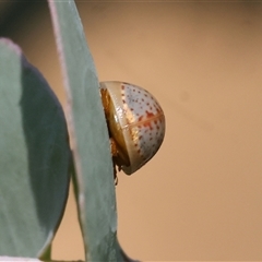 Paropsisterna m-fuscum (Eucalyptus Leaf Beetle) at Wodonga, VIC - 11 Jan 2025 by KylieWaldon