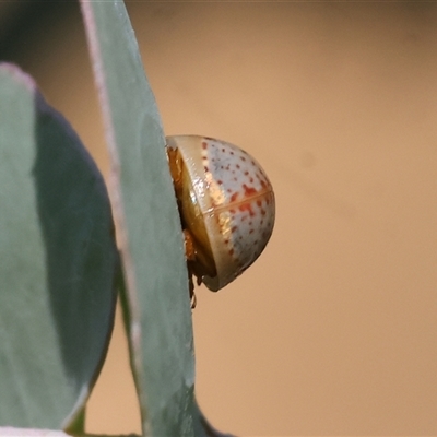 Paropsisterna m-fuscum (Eucalyptus Leaf Beetle) at Wodonga, VIC - 12 Jan 2025 by KylieWaldon