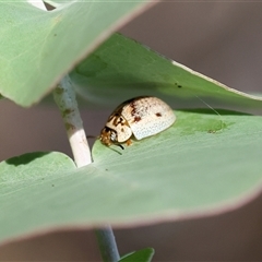 Paropsisterna m-fuscum at Wodonga, VIC - 12 Jan 2025 09:40 AM