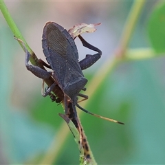 Amorbus (genus) (Eucalyptus Tip bug) at Wodonga, VIC - 12 Jan 2025 by KylieWaldon