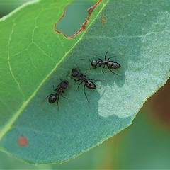 Formicidae (family) (Unidentified ant) at Wodonga, VIC - 12 Jan 2025 by KylieWaldon