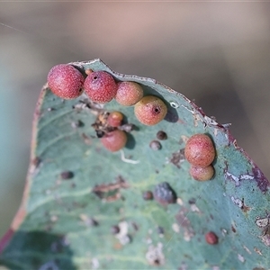 Unidentified Acacia Gall at Wodonga, VIC by KylieWaldon